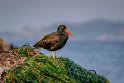 016 Sitka, noord-amerikaanse scholekster